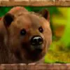 Символ Jungle Spirit - Ведмідь